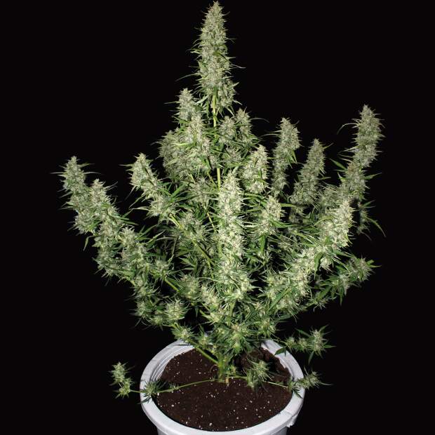 Buddha Seeds Magnum Auto 10 Stk feminisiert