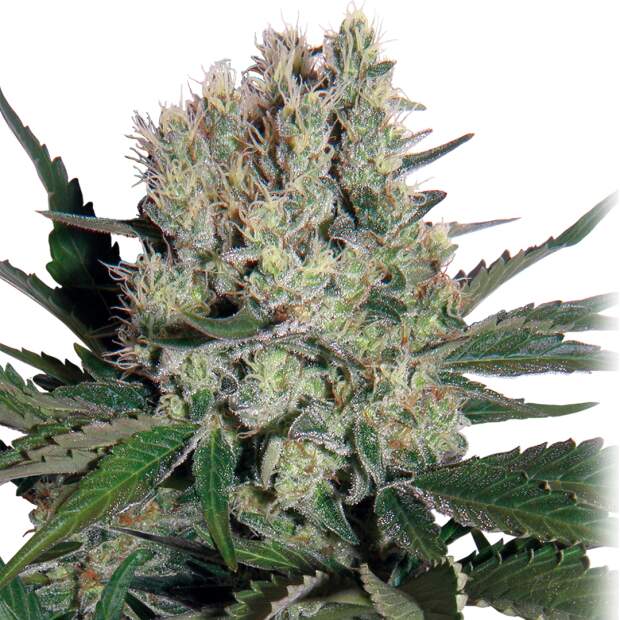 Buddha Seeds Syrup Auto10 pcs feminised