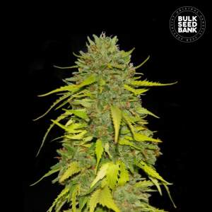 Bulk Seeds Bank AK 10 Stk feminisiert