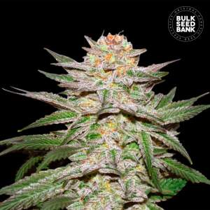 Bulk Seeds Bank Auto Caramel King 10 Stk feminisiert