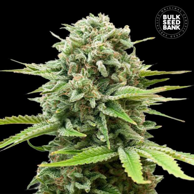 Bulk Seeds Bank Auto Guerilla Glue 10 Stk feminisiert