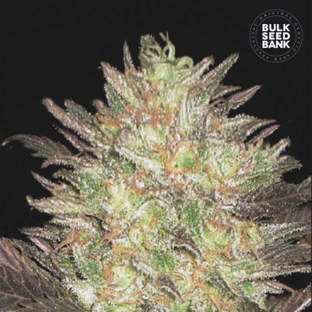 Bulk Seeds Bank Auto Lavender Best 10 Stk feminisiert