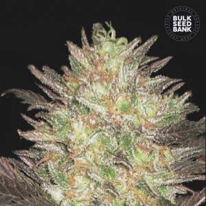 Bulk Seeds Bank Auto Lavender Best 10 Stk feminisiert