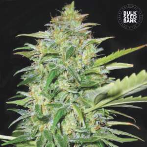 Bulk Seeds Bank Auto Lime Skunk 10 Stk feminisiert