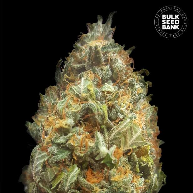 Bulk Seeds Bank Auto Original Orange Bud 10 Stk feminisiert