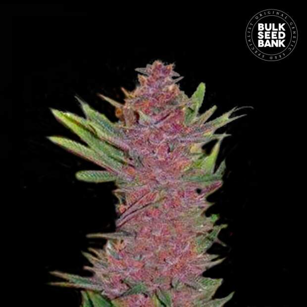 Bulk Seeds Bank Auto Purple Glam Kush 5 pcs feminised