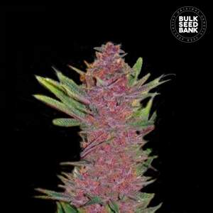 Bulk Seeds Bank Auto Purple Glam Kush 5 pcs feminised