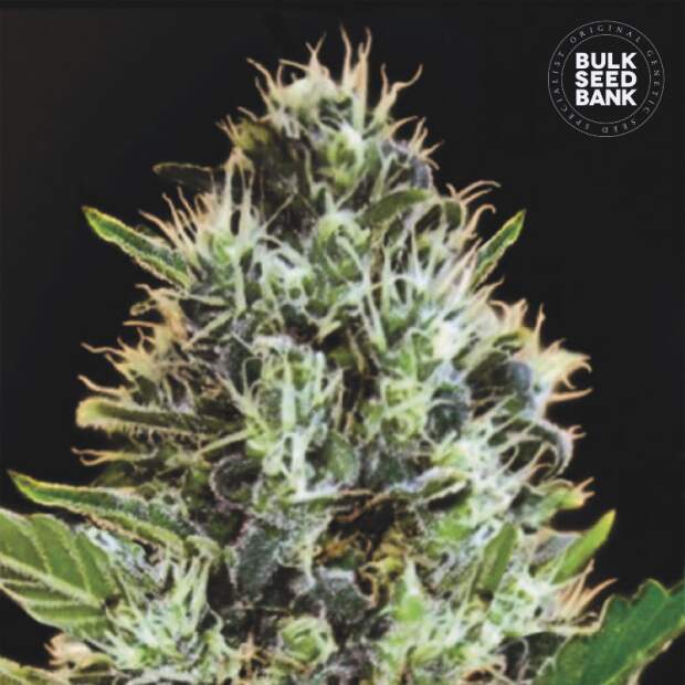 Bulk Seeds Bank Auto Sunmango 10 Stk feminisiert