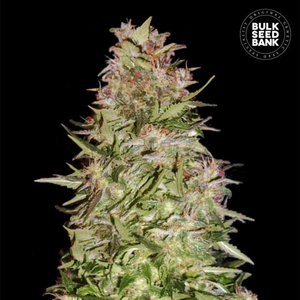 Bulk Seeds Bank Auto White Prussian 5 Stk feminisiert