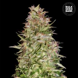 Bulk Seeds Bank Auto White Prussian 5 Stk feminisiert