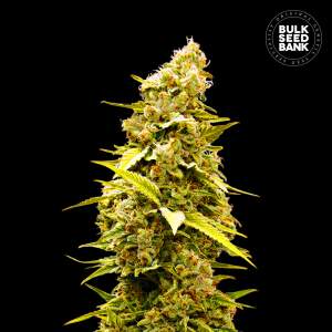 Bulk Seeds Bank Banana Monkey 10 Stk feminisiert