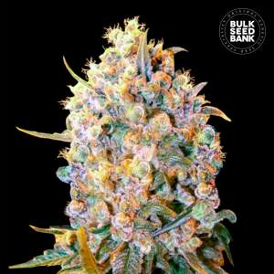 Bulk Seeds Bank Bigger Bud 10 Stk feminisiert