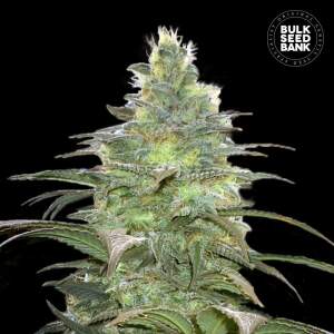Bulk Seeds Bank Blueberry Berry 10 Stk feminisiert