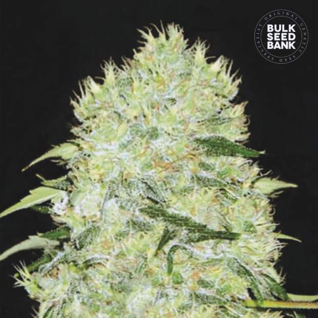 Bulk Seeds Bank Bubblegum Extra 10 Stk feminisiert