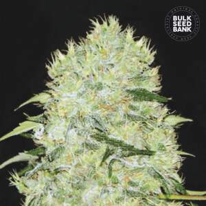 Bulk Seeds Bank Bubblegum Extra 10 Stk feminisiert