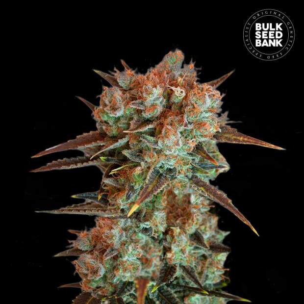 Bulk Seeds Bank Caramel King 10 Stk feminisiert