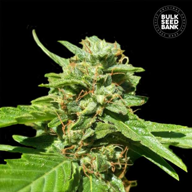 Bulk Seeds Bank CBD Nepal Gold 10 pcs feminised