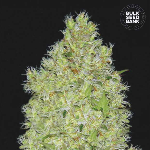 Bulk Seeds Bank Chronical 10 Stk feminisiert