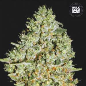 Bulk Seeds Bank Critical 10 pcs feminised