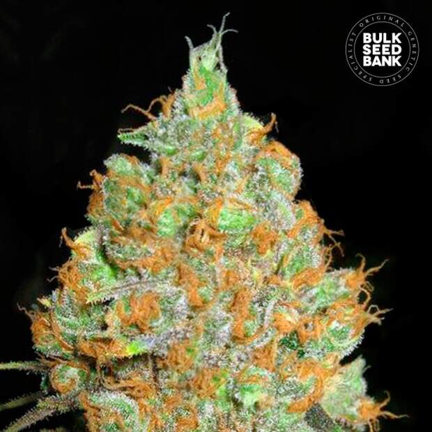 Bulk Seeds Bank Critical Mass 5 Stk feminisiert