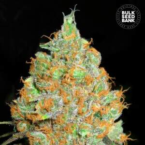 Bulk Seeds Bank Critical Mass 10 Stk feminisiert