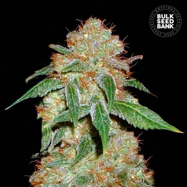 Bulk Seeds Bank Dark Domina 5 Stk feminisiert