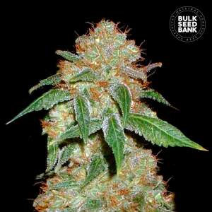 Bulk Seeds Bank Dark Domina 5 Stk feminisiert