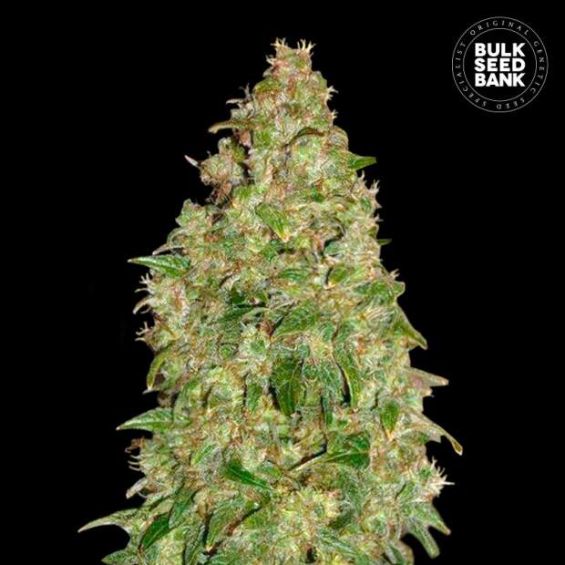 Bulk Seeds Bank Dubai Poison 5 pcs feminised