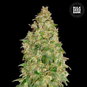 Bulk Seeds Bank Dubai Poison 5 pcs feminised