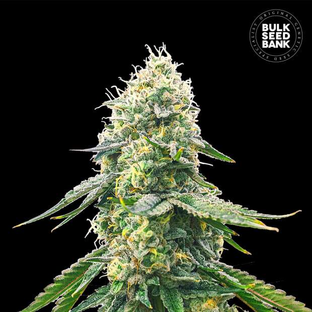 Bulk Seeds Bank Gelato Samba 10 Stk feminisiert