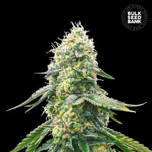Bulk Seeds Bank Gelato Samba 10 Stk feminisiert