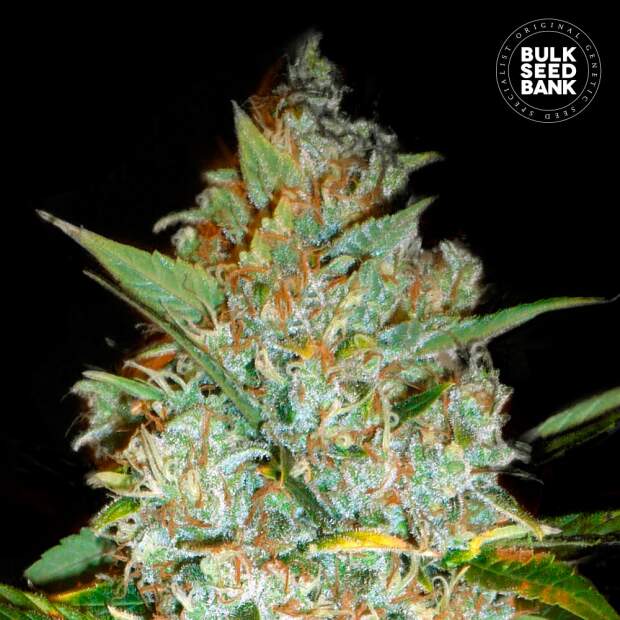 Bulk Seeds Bank Kalis Mistery 10 Stk feminisiert