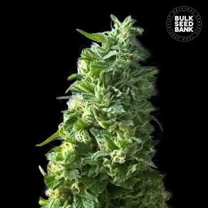 Bulk Seeds Bank Lime Skunk 10 Stk feminisiert