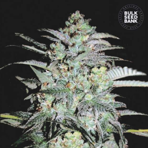 Bulk Seeds Bank Mazar Extra 10 pcs feminised