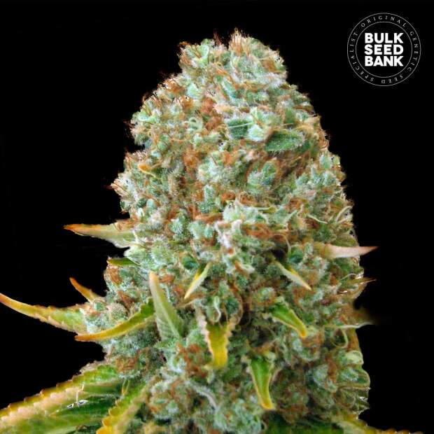 Bulk Seeds Bank Moby Big 10 Stk feminisiert