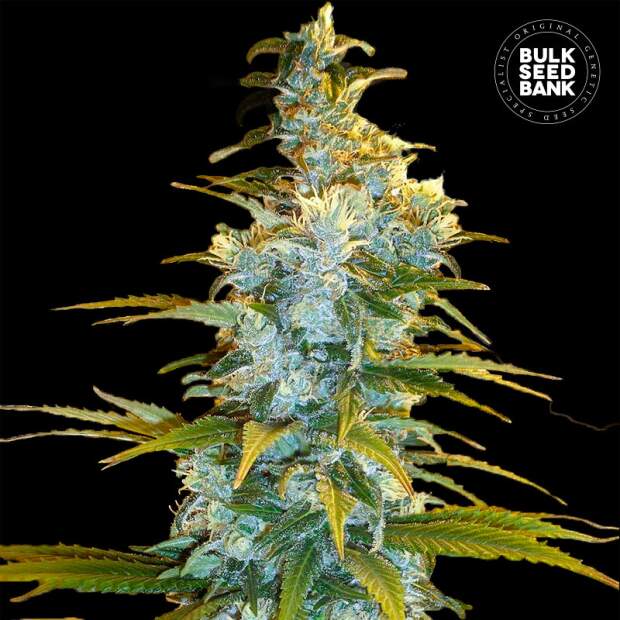 Bulk Seeds Bank Northern Light 10 Stk feminisiert