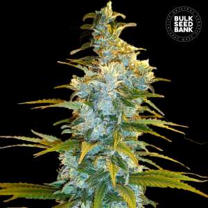 Bulk Seeds Bank Northern Light 10 Stk feminisiert