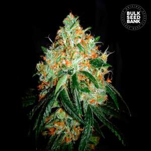 Bulk Seeds Bank Original Orange Bud 10 Stk feminisiert
