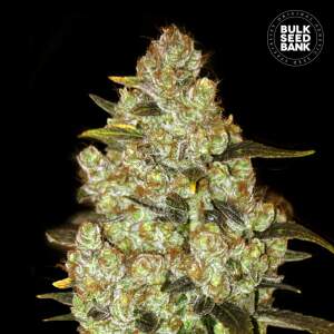 Bulk Seeds Bank Psychedelic 10 pcs feminised