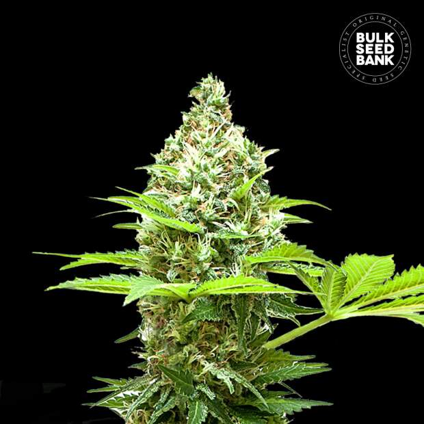 Bulk Seeds Bank Sherbet Power 10 pcs feminised