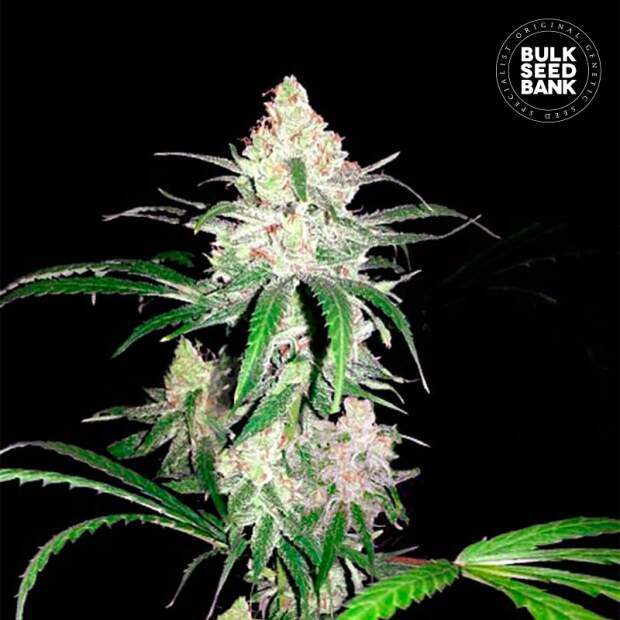 Bulk Seeds Bank Special Lime Haze 5 Stk feminisiert