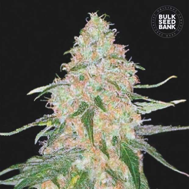 Bulk Seeds Bank Special Skunk 10 pcs feminised