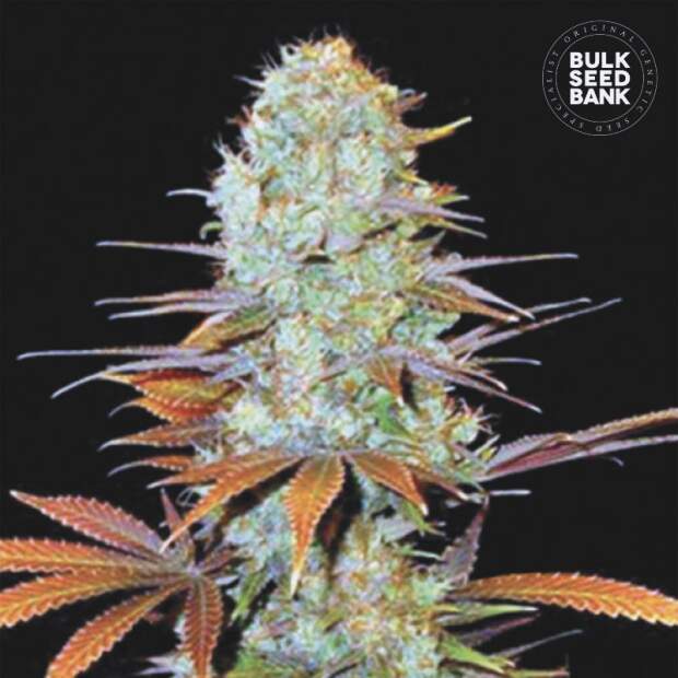 Bulk Seeds Bank Sunmango 10 pcs feminised