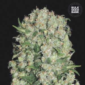Bulk Seeds Bank White Prussian 10 Stk feminisiert
