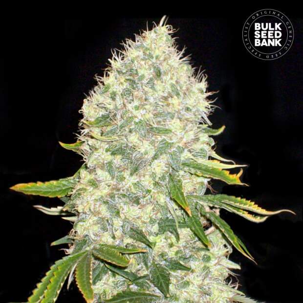 Bulk Seeds Bank White Widow 10 Stk feminisiert