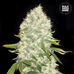 Bulk Seeds Bank White Widow 10 Stk feminisiert