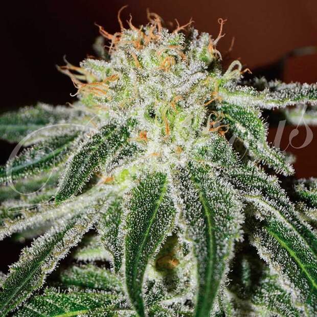 Delicious Seeds Black Russian 5 pcs feminised
