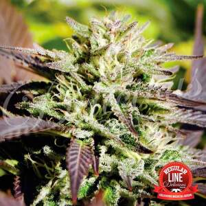 Delicious Seeds Caramelo 7 Stk regular