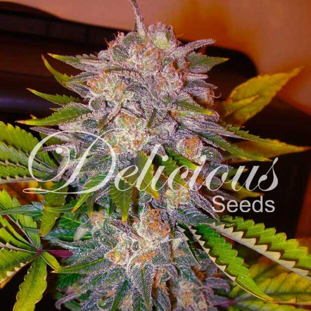 Delicious Seeds Caramelo 3 pcs feminised