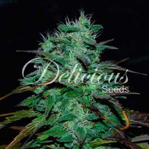 Delicious Seeds Chocobang 3 pcs feminised